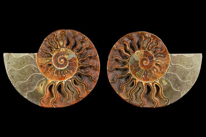 Agate Replaced Ammonite Fossil - Madagascar #150912